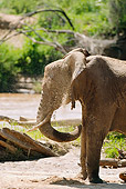 AFW 04 MC0016 01
Portrait Of African Elephant Bathing In Dirt Kenya