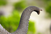 AFW 04 MC0018 01
Close-Up Of African Elephant Trunk Kenya