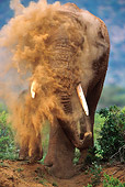 AFW 04 MC0021 01
African Elephant Dust Bathing Kenya