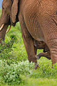 AFW 04 MC0023 01
Close-Up Of African Elephant Standing In Grassland With Calf Kenya