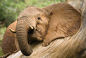 AFW 04 MC0025 01
Close-Up Of African Elephant Resting Head On Tree Kenya