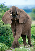 AFW 04 MC0028 01
African Elephant Drinking Water In Grassland Kenya
