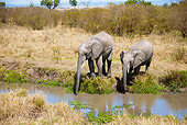 AFW 04 MC0030 01
Two African Elephants Drinking From Watering Hole Kenya