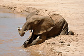 AFW 04 MC0031 01
African Elephant Taking Mud Bath In Watering Hole Kenya