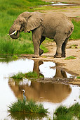 AFW 04 MC0040 01
African Elephant Mud Bathing Tanzania