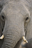 AFW 04 MC0041 01
Head Shot Of African Elephant Chobe National Park In Botswana, South Africa
