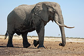 AFW 04 MC0042 01
African Elephant Walking Through Savute Marsh In Botswana, South Africa