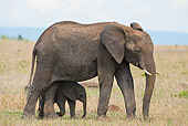 AFW 04 MC0043 01
African Elephant Mother Walking With Calf Through Masai Mara Game Reserve, Kenya