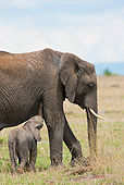 AFW 04 MC0044 01
African Elephant Mother Walking With Calf Through Masai Mara Game Reserve, Kenya