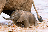 AFW 04 MC0045 01
African Elephant Baby Playing In Water Near Mother Masai Mara, Kenya