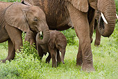 AFW 04 MC0046 01
African Elephant Family Walking In Masai Mara, Kenya