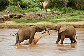 AFW 04 MC0047 01
African Elephants Playing In Watering Hole Masai Mara, Kenya