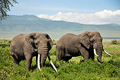 AFW 04 MC0048 01
African Elephants Walking Through Near Ngorongoro Crater Tanzania