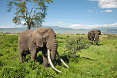AFW 04 MC0049 01
African Elephants Walking Through Near Ngorongoro Crater Tanzania