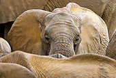 AFW 04 MC0050 01
Close-Up Of African Elephant Herd In Masai Mara, Kenya