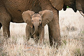 AFW 04 MC0051 01
African Elephant Calf Standing Under Mother Masai Mara, Kenya