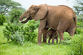 AFW 04 MC0052 01
African Elephant Mother And Calf In Samburu Game Reserve, Kenya