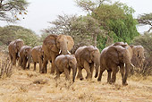 AFW 04 MC0053 01
Herd Of African Elephants Walking Through Samburu Game Reserve, Kenya