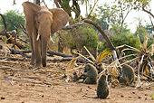 AFW 04 MC0055 01
African Elephant Feeding On Palm Nuts With Olive Baboons Samburu Game Reserve, Kenya