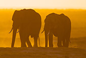 AFW 04 MC0056 01
Silhouette Of African Elephants Walking Through Dusty Masai Mara, Kenya At Sunset