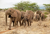 AFW 04 MC0057 01
Herd Of African Elephants With Collar Walking Through Masai Mara, Kenya