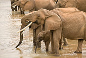 AFW 04 MC0058 01
Herd Of African Elephants Drinking From Watering Hole Masai Mara, Kenya