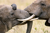 AFW 04 MC0059 01
Close-Up Of African Elephants Wrapping Trunks Masai Mara, Kenya