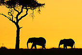 AFW 04 MC0060 01
Silhouette Of Two African Elephants Walking Through Mara Triangle, Kenya At Sunset