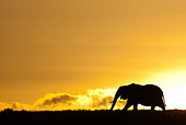 AFW 04 MC0061 01
Silhouette Of African Elephant Walking Through Mara Triangle, Kenya At Sunset