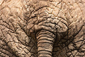 AFW 04 MC0062 01
Close-Up Of African Elephant Tail Samburu Game Reserve, Kenya