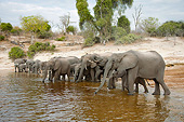 AFW 04 MC0063 01
Herd Of African Elephants Drinking From Watering Hole In Chobe National Park, Botswana