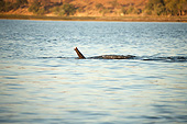 AFW 04 MC0064 01
African Elephant Swimming With Trunk Above Surface In Chobe National Park, Botswana