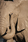 AFW 04 MC0065 01
Portrait Of African Elephant Taking Mud Bath In Chobe National Park, Botswana
