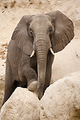 AFW 04 MC0066 01
Portrait Of African Elephant In Chobe National Park, Botswana