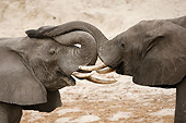 AFW 04 MC0067 01
Two African Elephants Fighting In Chobe National Park, Botswana