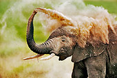 AFW 04 MH0001 01
Head Shot Of African Elephant Dust Bathing Kenya