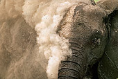 AFW 04 MH0002 01
Head Shot Of African Elephant Dust Bathing Kenya