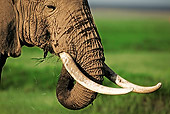 AFW 04 MH0004 01
Head Shot Of African Elephant Eating Kenya