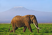 AFW 04 MH0006 01
African Elephant With Bird On Back Walking On Savanna By Mountain Kenya