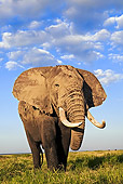 AFW 04 MH0009 01
African Elephant Walking On Savanna Kenya
