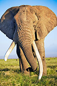 AFW 04 MH0011 01
African Elephant Walking On Savanna Kenya