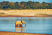 AFW 04 MH0012 01
African Elephant Walking Into River Kenya