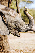 AFW 04 MH0013 01
Head Shot Of African Elephant Calf Kenya