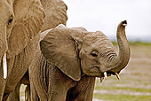 AFW 04 MH0017 01
Close-Up Of African Elephant Calf Kenya
