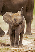 AFW 04 MH0018 01
African Elephant Calf Standing On Savanna Kenya