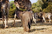 AFW 04 MH0023 01
African Elephant Calf Walking On Savanna By Giraffes And Zebras Kenya