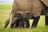 AFW 04 MH0024 01
Muddy African Elephant Calf On Savanna By Mother Kenya
