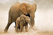 AFW 04 MH0030 01
African Elephant Calf Walking On Savanna By Adult Kenya