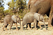 AFW 04 MH0031 01
Two African Elephant Calves Walking On Savanna Following Mother Kenya