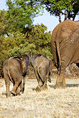 AFW 04 MH0032 01
Two African Elephant Calves Walking On Savanna Following Mother Kenya